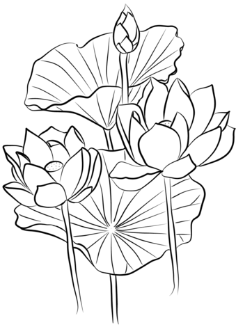 Sacred Lotus (Nelumbo Nucifera) Coloring Page